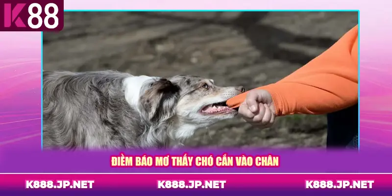 Điềm báo mơ thấy chó cắn vào chân