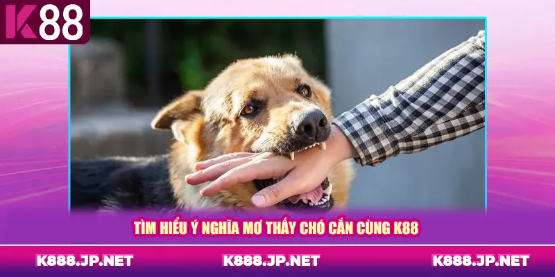 Tìm hiểu ý nghĩa mơ thấy chó cắn cùng K88
